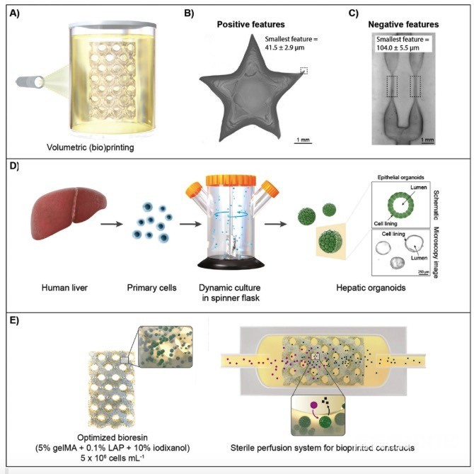 體積生物打印制造類肝臟代謝工廠
